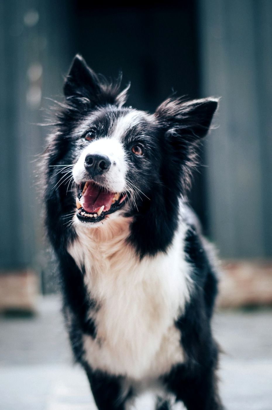 Border Collie smiling in front of a dark wall