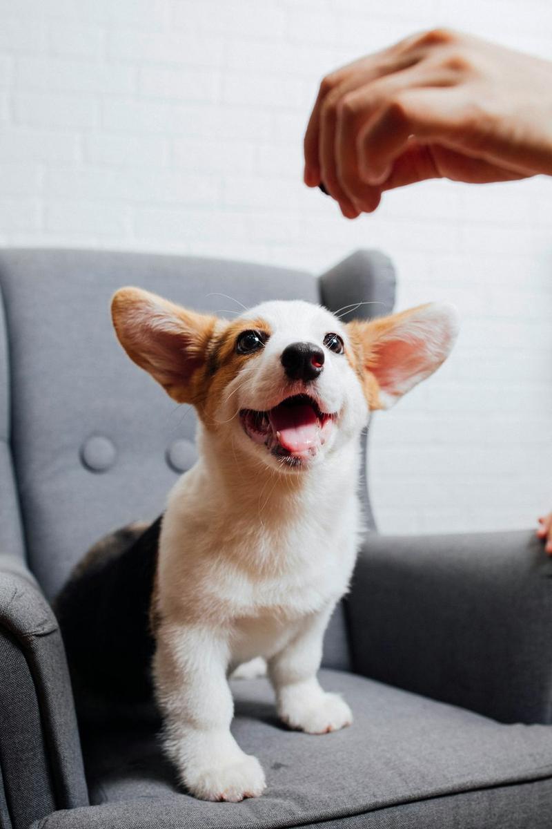 Corgi puppy on a gray chair looking up at a treat
