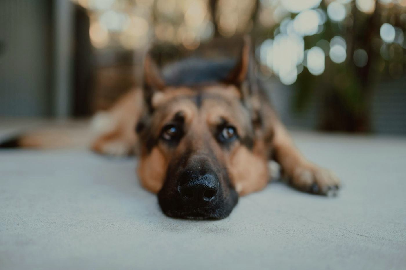 German Shepherd resting its chin on a smooth floor