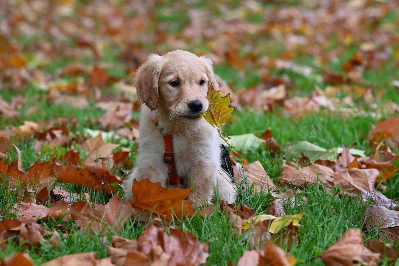 Wide frame of a golden retriever puppy sitting in fallen autumn leaves on green grass