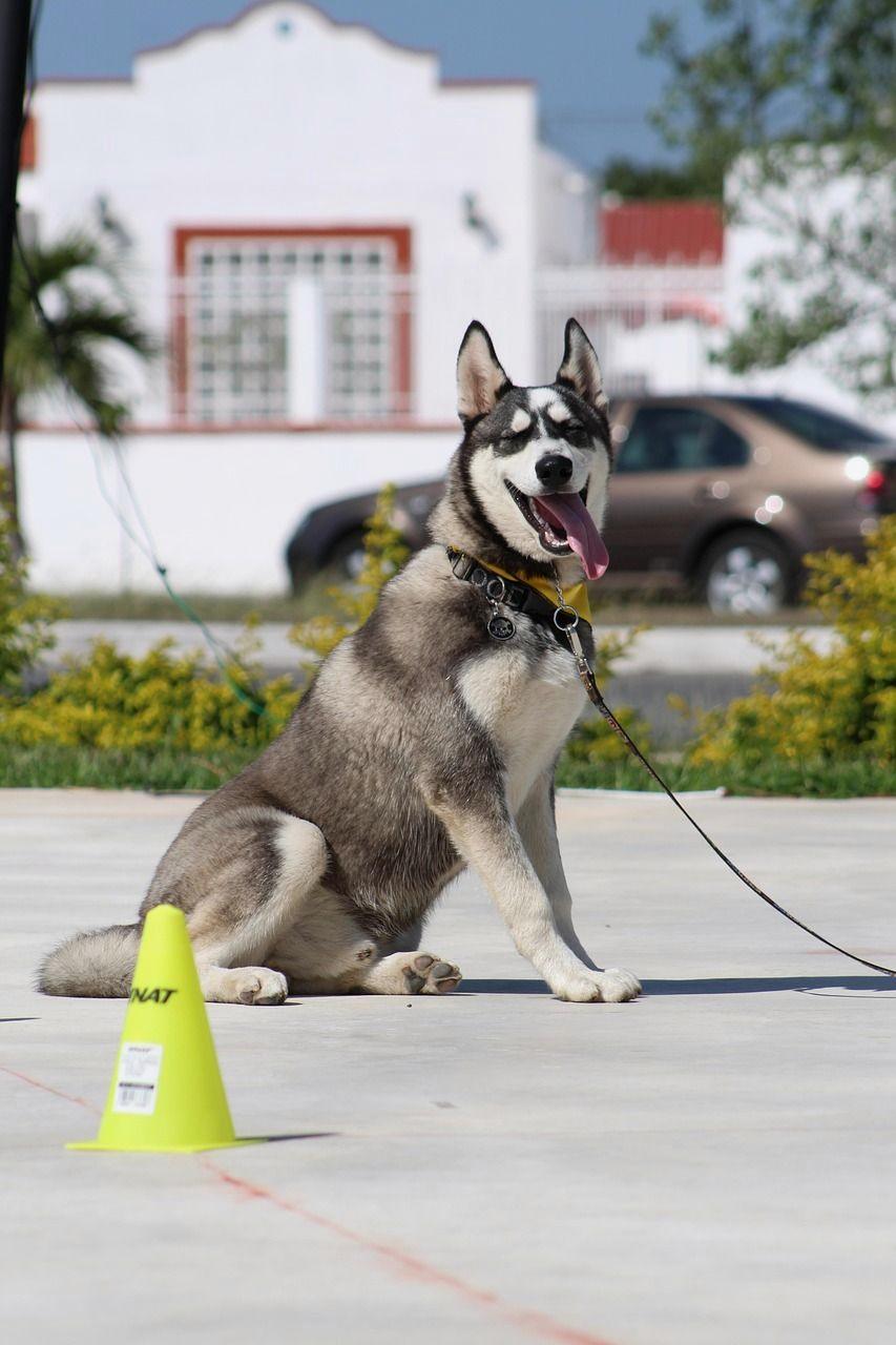 Husky sitting by a cone on a training lot