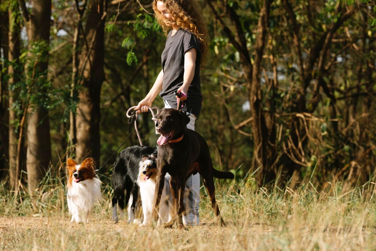 A woman walking several dogs through a dry-grass woodland