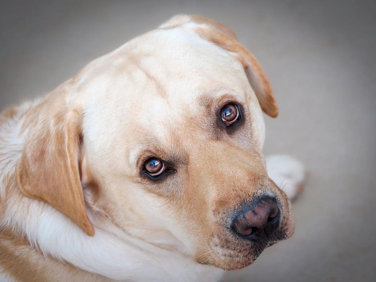 Yellow Labrador resting its head, looking sideways